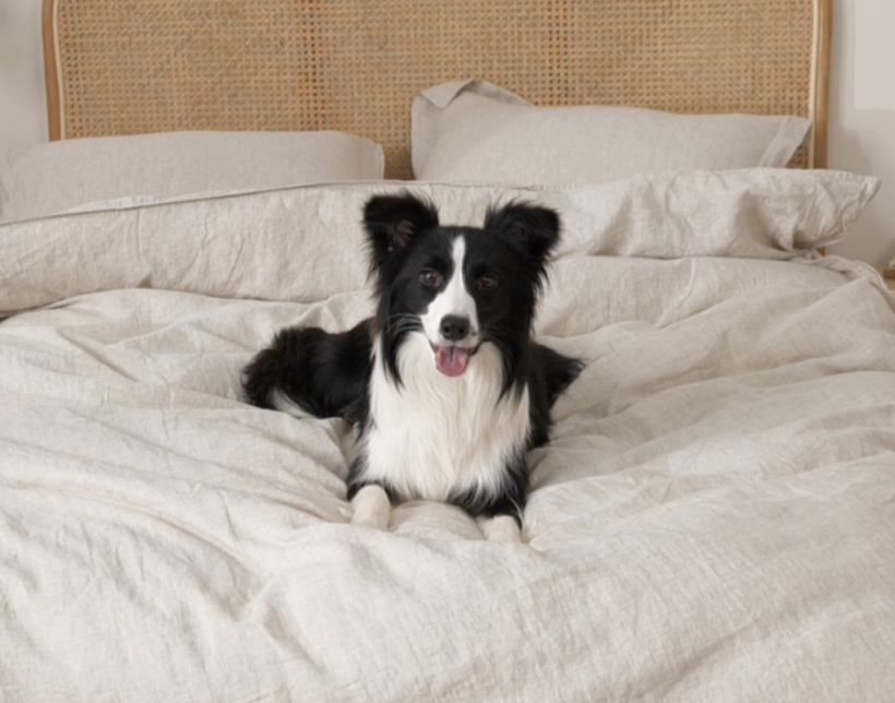 A dog comfortably sitting on a bed in a cozy room, surrounded by soft bedding and warm lighting.