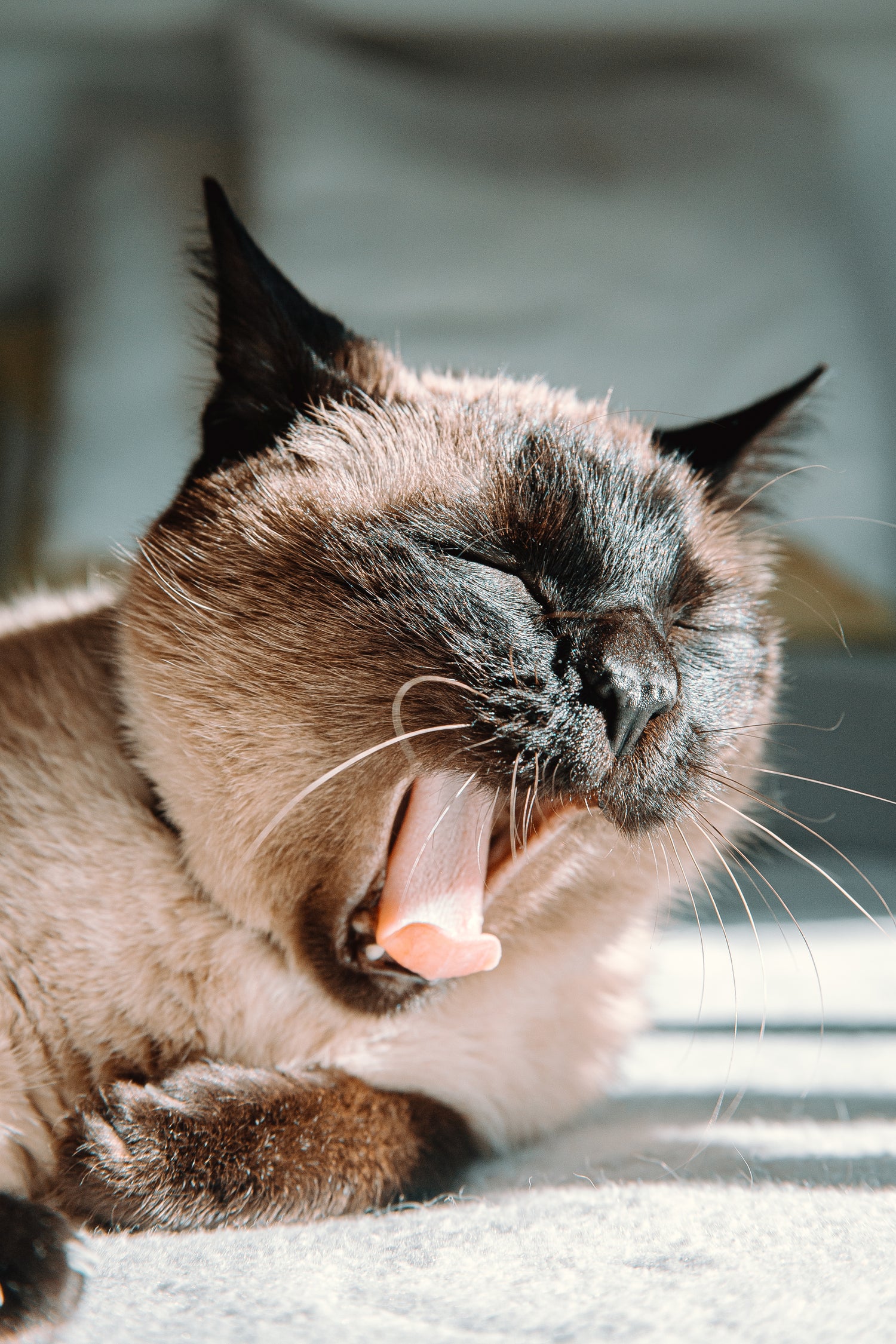 A Siamese cat yawning with eyes closed, sitting on a sunlit surface.